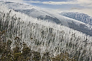 Thredbo after the bush fire, regrowth