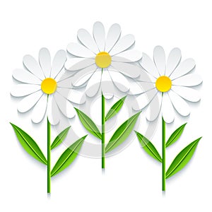 Three 3d chamomile on white background