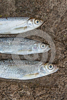Three ablet or bleak fish on the wet sand.