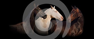 Three achal-teke horse portrait banner