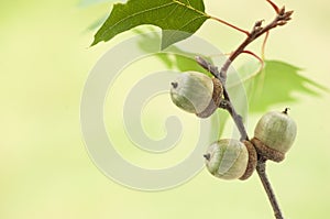 Three acorns on a branch