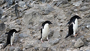 Adelie Penguins waddling over rocks and stones at Paulet Island, Antarctica photo