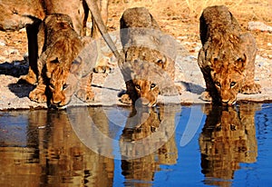 Three adolescent lion cubs drinking from a waterhole with good reflection