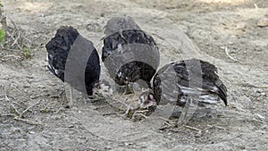 Three adorable baby turkeys or poults,  foraging for seeds on dry ground on a hot summer day