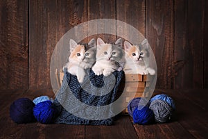 Adorable Calico Kittens in a Basket of Knitting Yarn on Wooden Background