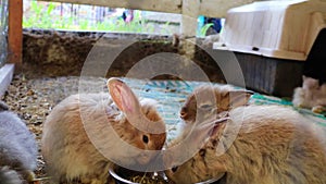 Three adorable fluffy bunny rabbits eating out of silver bowl at the county fair