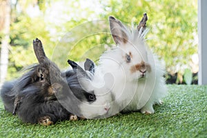 Three adorable fluffy infant rabbits bunny sitting together on the green grass over bokeh nature background. Cuddle furry hare