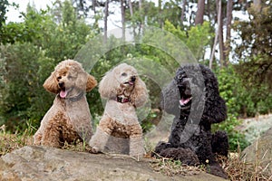 Three adorable French Poodle dogs sitting on a rock