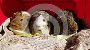 Three Adorable Guinea Pigs Munch Lettuce Leaves in Unison in the Shelter of their Red Bucket