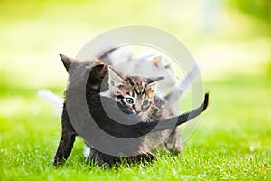 Three adorable kittens playing on the grass