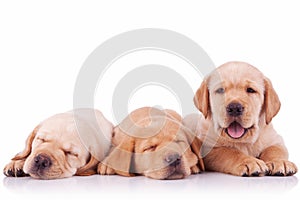 Three adorable labrador retriever puppy dogs