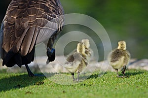 Three Adorable Little Goslings Running Alongside of Mom