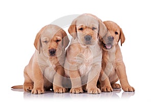 Three adorable little labrador retriever