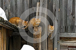 Three adorable red cats