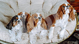 Three adult cavalier King Charles spaniels of tricolor and Blenheim colors and one small puppy. Pets.