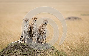 Three adult cheetah brothers sitting on termite mound in Masai Mara Kenya