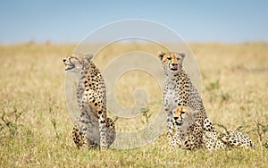 Three adult cheetah males sitting in grass one of cheetah showing teeth in Masai Mara Kenya