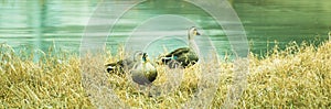 Three adult ducks on a grassy knoll