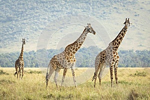 Three adult female giraffes walking together in Masai Mara plains in Kenya