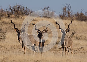 Three adult kudu bulls