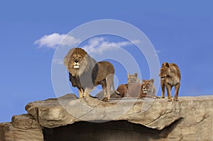 Three adult lions on a cliff rock with blue sky and light white clounds in background.