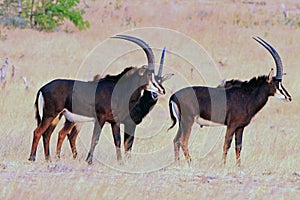 Three Adult Sable antelopes standing on the dry plains in Hwange National Park