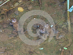 Three adult yellow-bellied toads Bombina variegata