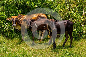 Three Afican cows stand on the grass near tall bushes