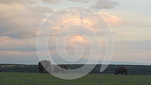 Three African Bush Elephants Grazing The Meadow In El Karama Wilds In Laikipia, Kenya. -wi