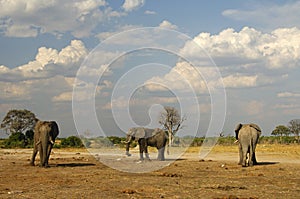 Three African Elephants, Botswana photo