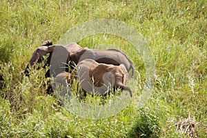 Three African elephants grazing