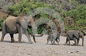 Three African Elephants (Loxodonta Africana) in a row photo