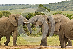 Three African elephants at a water hole