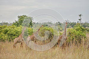 Three African Giraffe on middle of vegetation