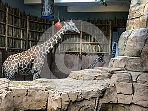 Three African giraffes inside zoo in Illinois