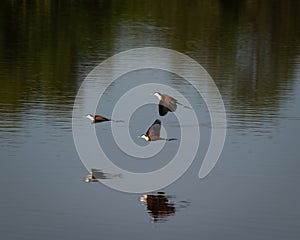 African Jacanas Flying Low over Calm Water with Reflections