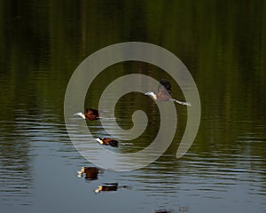 African Jacanas Flying Low over Calm Water with Reflections