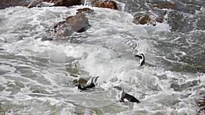 Three African penguin Spheniscus demersus on Boulders Beach near Cape Town South Africa swiming in ocean water foam