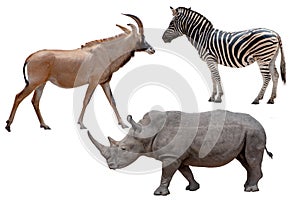 Three African wild animals - Antelope,zebra and rhinoceros ,Isolated on White