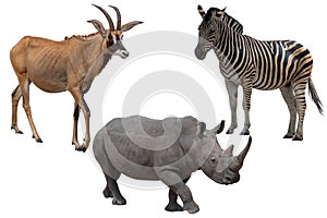 Three African wild animals - Antelope,zebra and rhinoceros ,Isolated on White