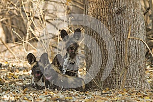 Three African Wild Dog puppies looking at the camera