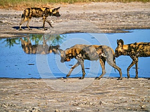 Three African Wild Dogs wearing tracking collars, visiting a Botswana waterhole.