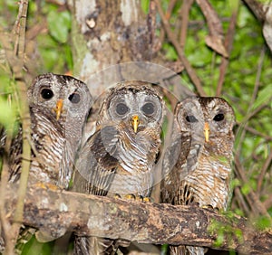 Three African Woodowls