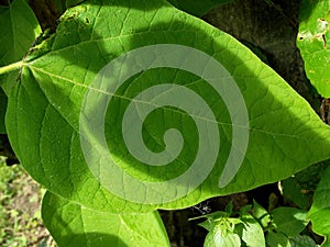 THREE SHADOWS IN A BIG GREEN LEAF