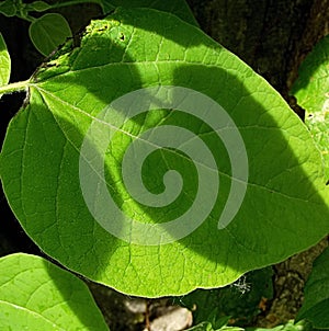 THREE SHADOWS IN A BIG GREEN LEAF