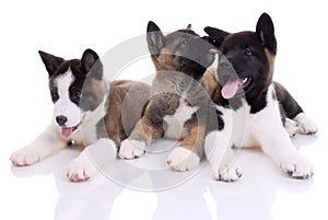 Three akita purebred puppies photo