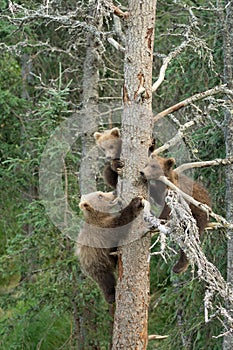 Three Alaskan brown bear cubs