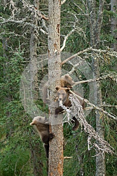 Three Alaskan brown bear cubs