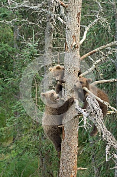 Three Alaskan brown bear cubs