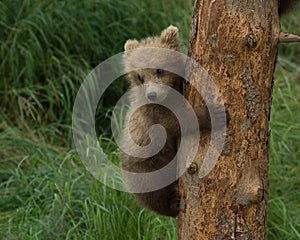 Three Alaskan brown bear cubs